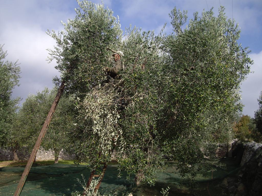 لوكوروتوندو Trulli Convertini المظهر الخارجي الصورة
