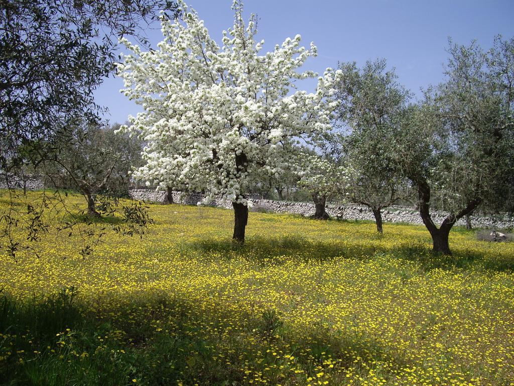 لوكوروتوندو Trulli Convertini المظهر الخارجي الصورة