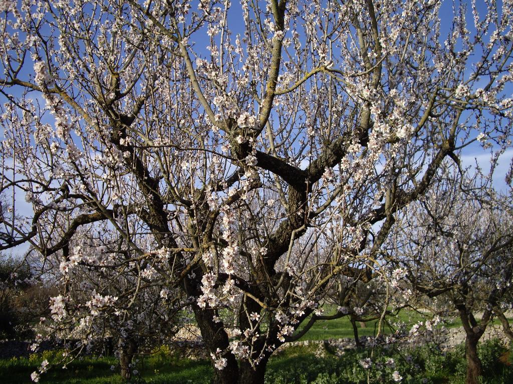 لوكوروتوندو Trulli Convertini المظهر الخارجي الصورة