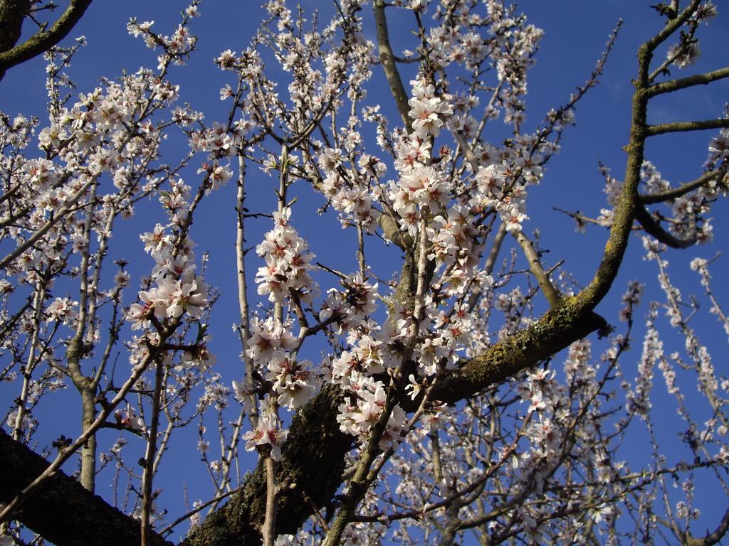 لوكوروتوندو Trulli Convertini المظهر الخارجي الصورة
